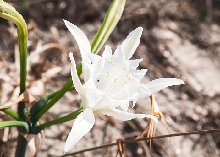 Angela Thalia Apartament Antimachia