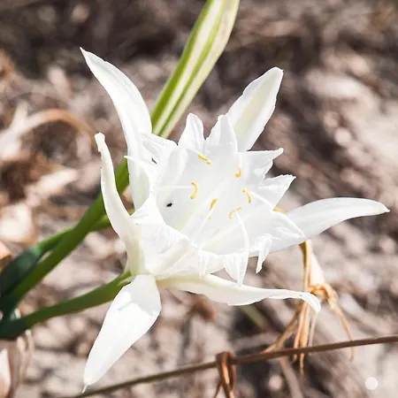 Angela Thalia דירה Antimachia
